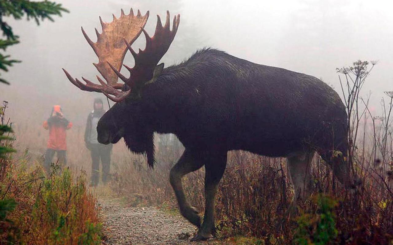 Vila Le Ti Moose La Malbaie Exteriér fotografie