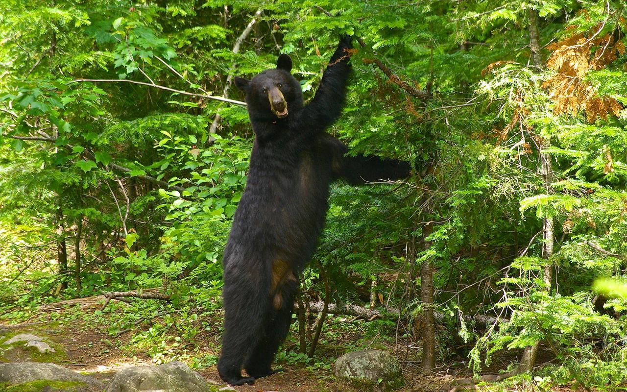 Vila Le Ti Moose La Malbaie Exteriér fotografie
