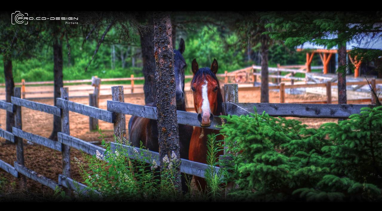 Vila Le Ti Moose La Malbaie Exteriér fotografie