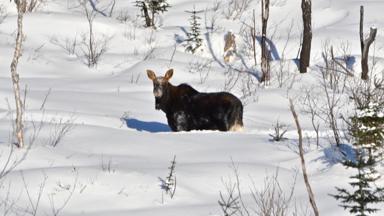 Vila Le Ti Moose La Malbaie Exteriér fotografie