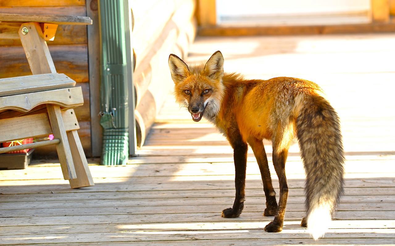 Vila Le Ti Moose La Malbaie Exteriér fotografie